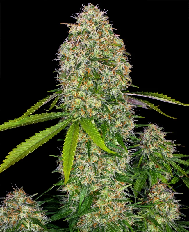 Critical Skunk van WeedSeedShop