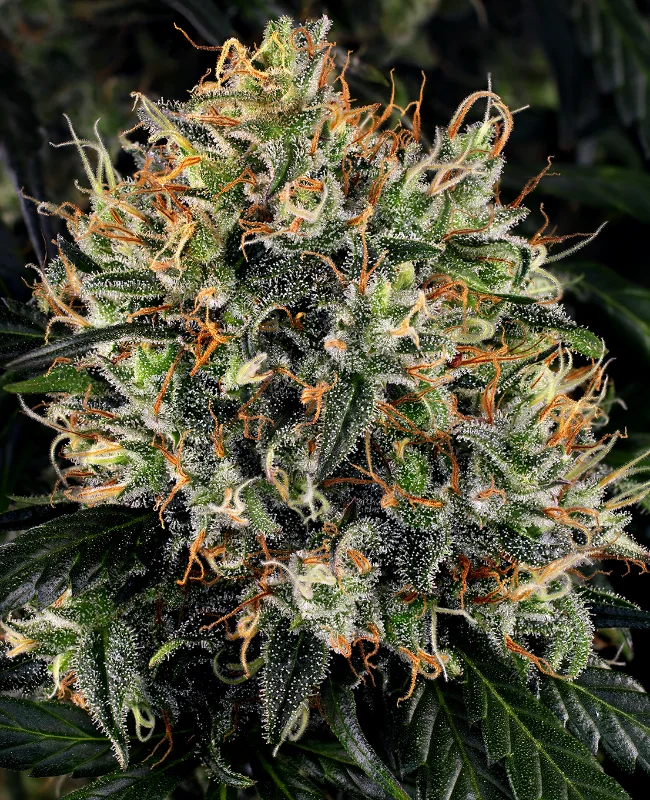 White Widow van WeedSeedShop
