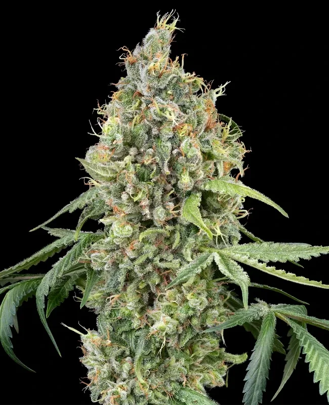 WSS Skunk van WeedSeedShop