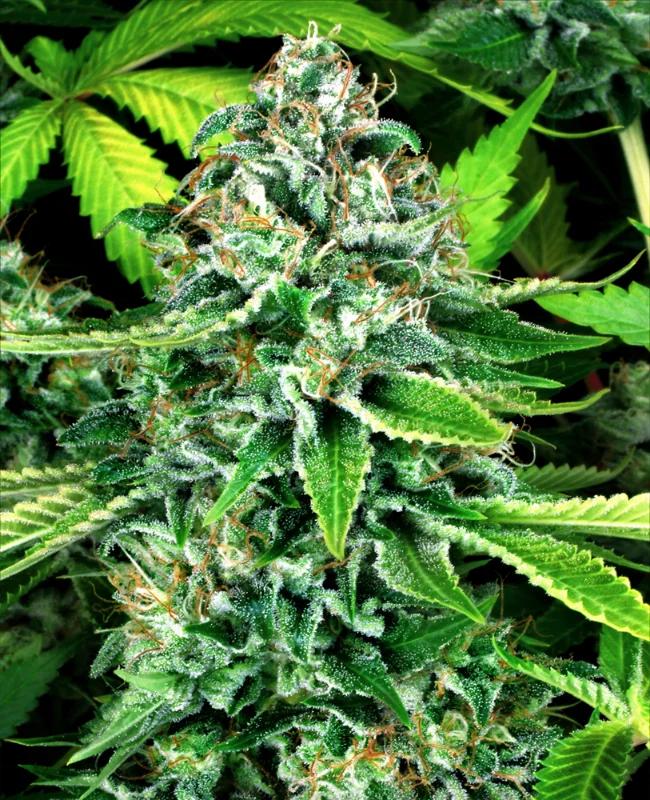 Do-Si-Dos van WeedSeedShop