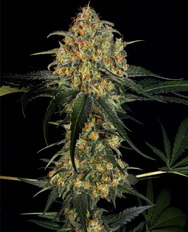 Super Skunk van WeedSeedShop