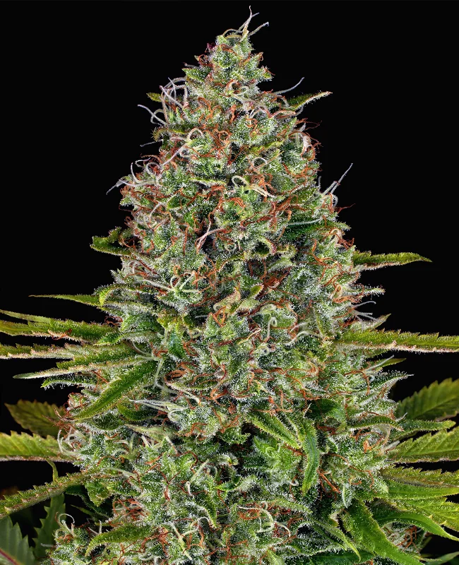 Afghan van WeedSeedShop