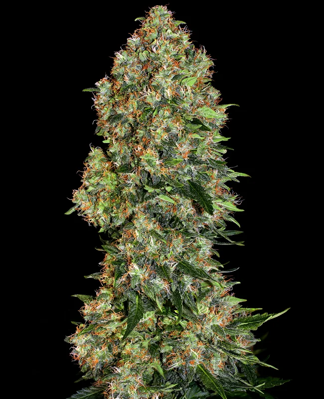 Skunk #1 van WeedSeedShop