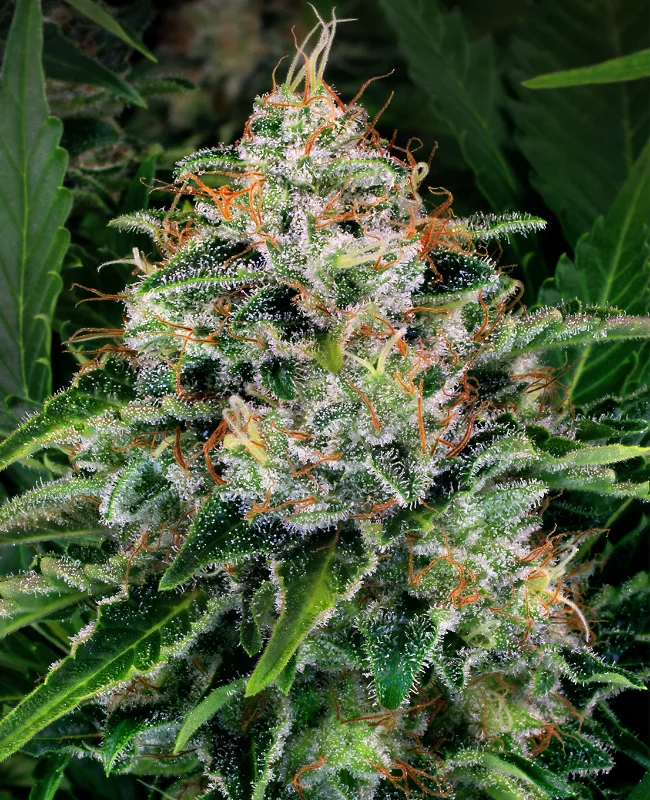 Ice van WeedSeedShop