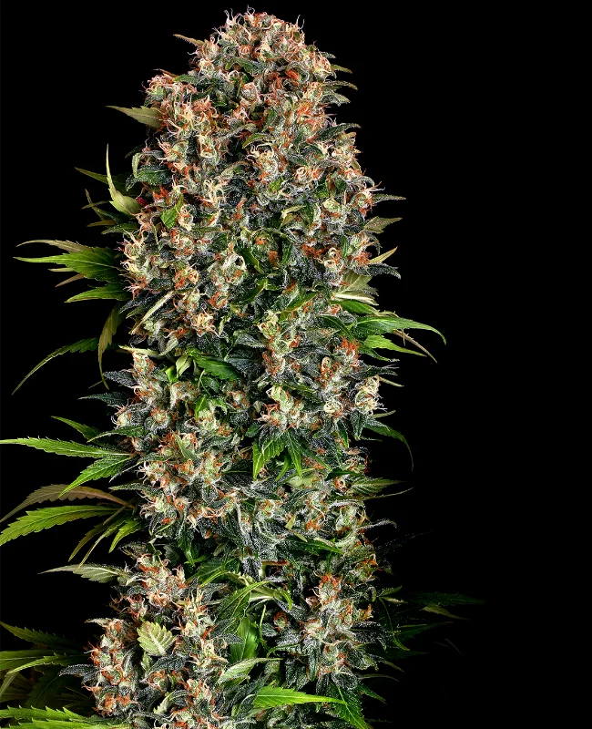 Big Bud van WeedSeedShop