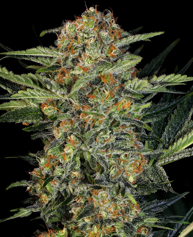 Northern Lights van WeedSeedShop