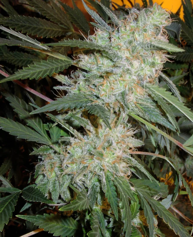 Critical Mass van WeedSeedShop