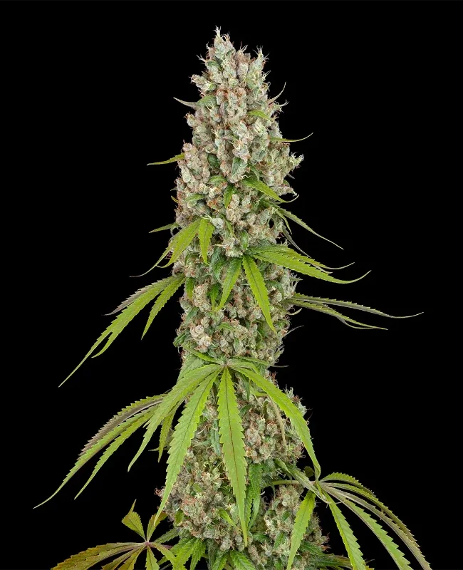 Swiss Dream van WeedSeedShop