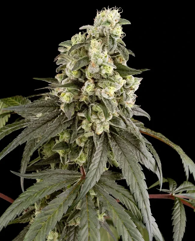 Trainwreck van WeedSeedShop