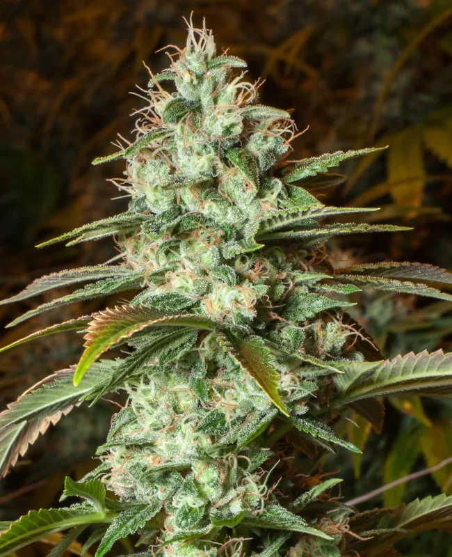 Diesel CBD van WeedSeedShop