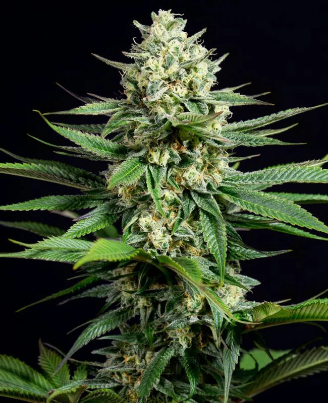 Kush CBD van WeedSeedShop