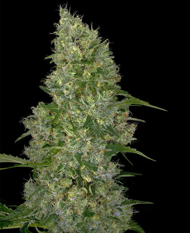 Swiss Miss van WeedSeedShop