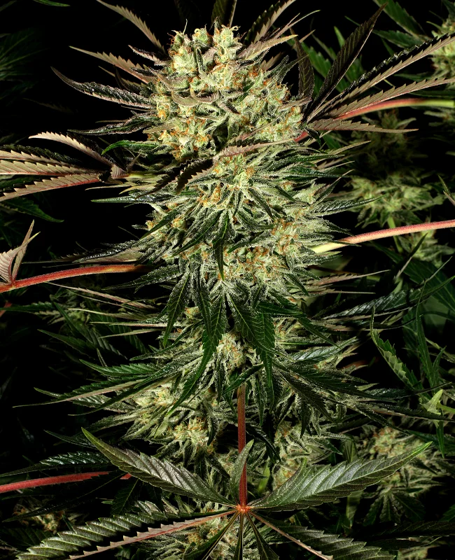 Pure Power Plant van WeedSeedShop