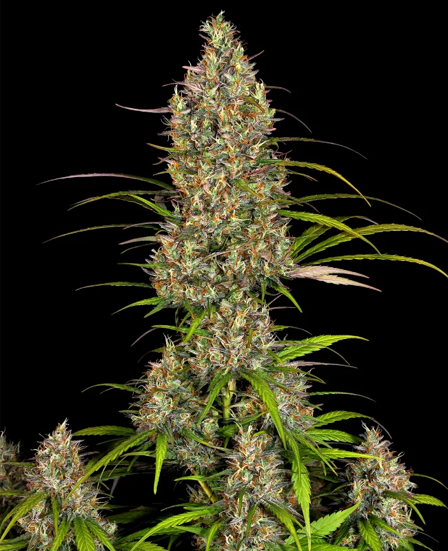 Lemon Haze van WeedSeedShop