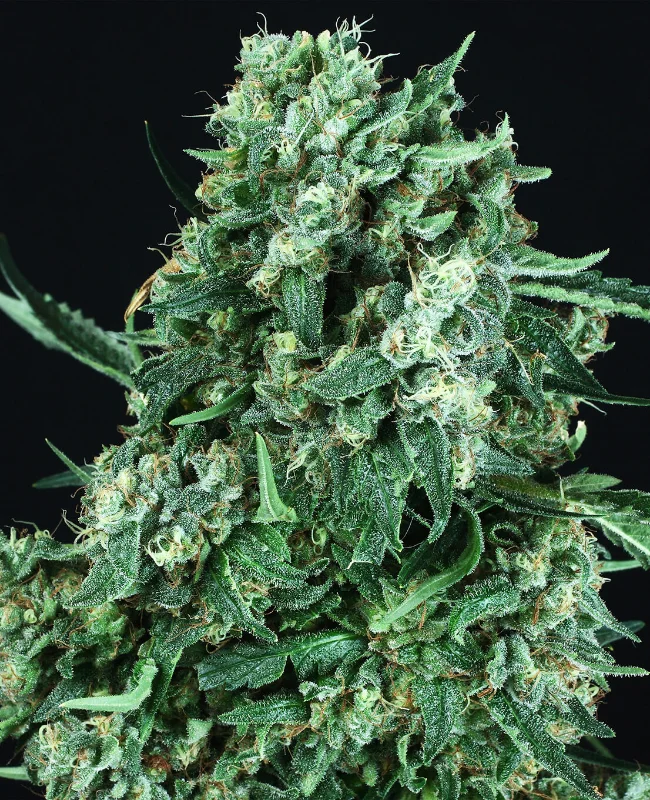 OG Kush van WeedSeedShop