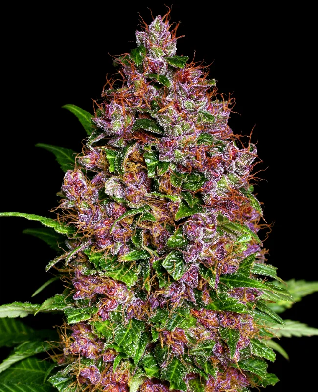 Purple Bud van WeedSeedShop