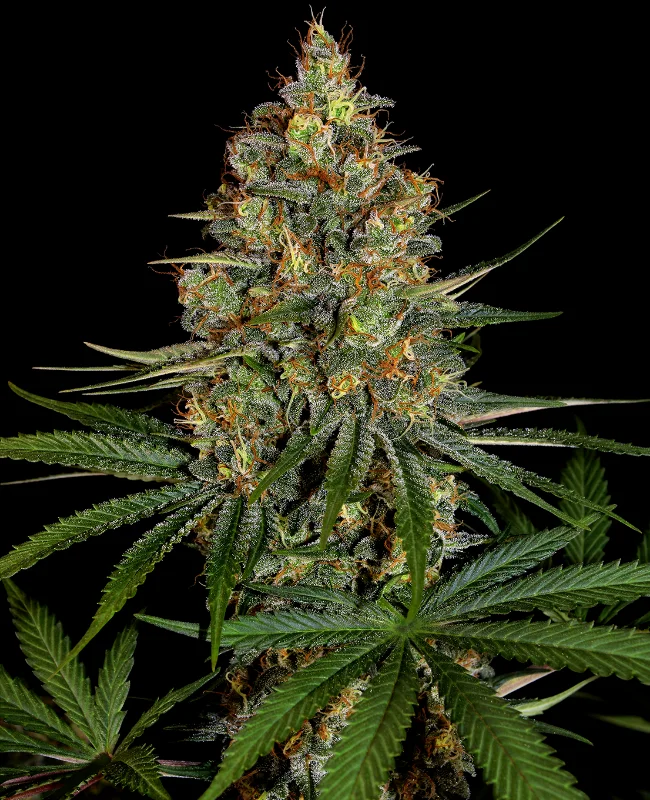 NYC Diesel van WeedSeedShop