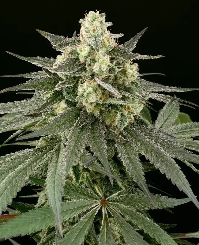 Cheese van WeedSeedShop