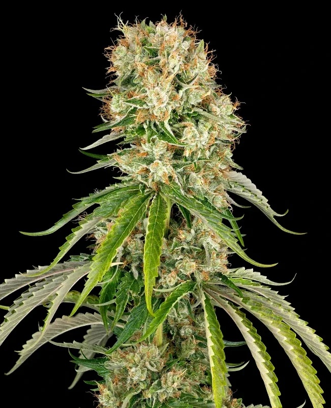 Bubblegum XXL van WeedSeedShop