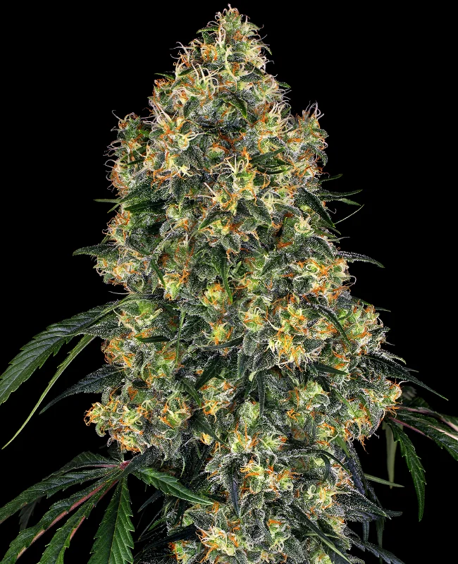 Amnesia van WeedSeedShop