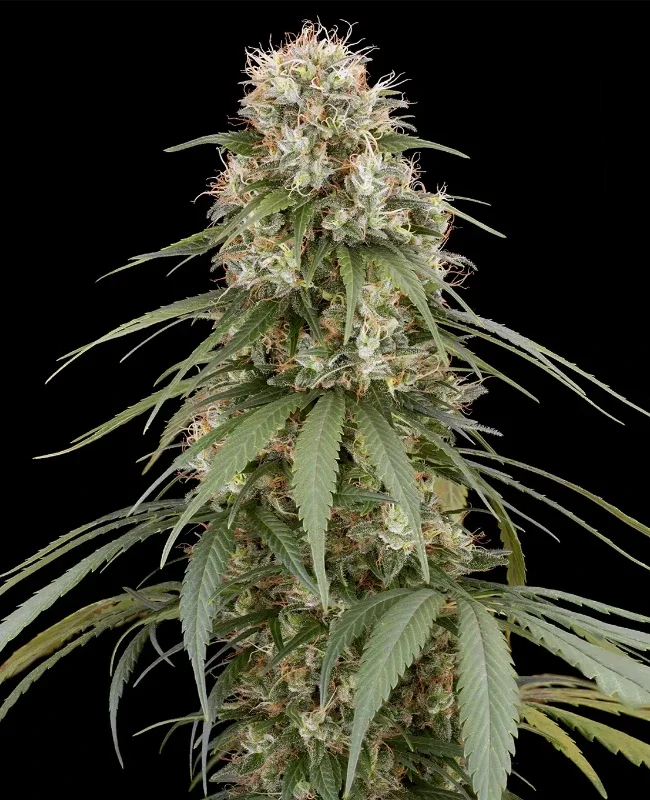Holland's Hope van WeedSeedShop