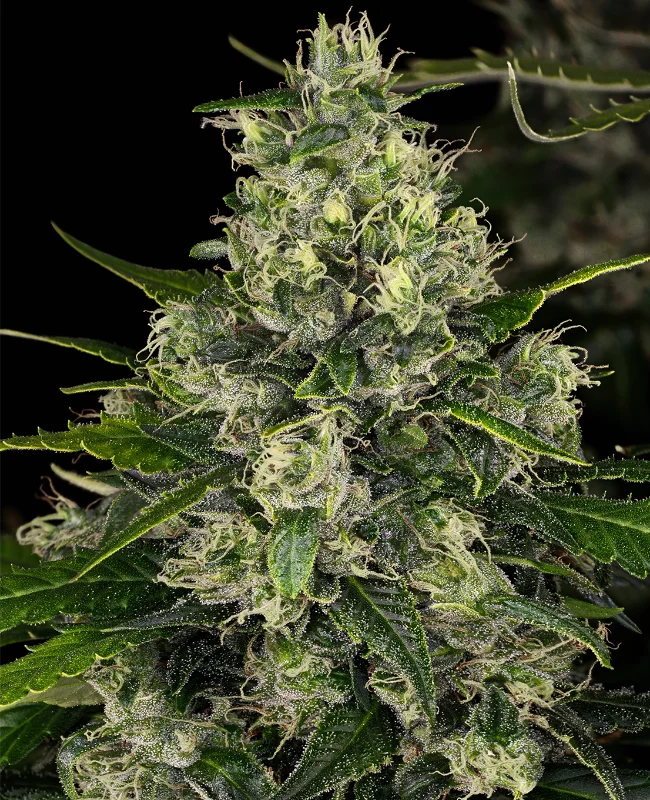 Double Tangie Banana van WeedSeedShop