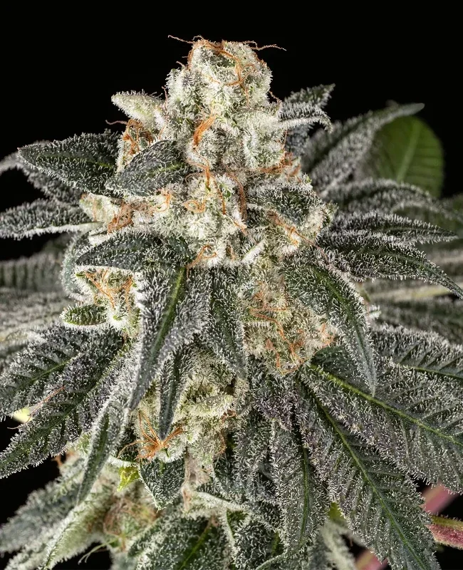 Gorilla Haze van WeedSeedShop