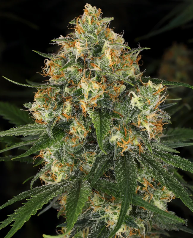 Nicole Kush van WeedSeedShop