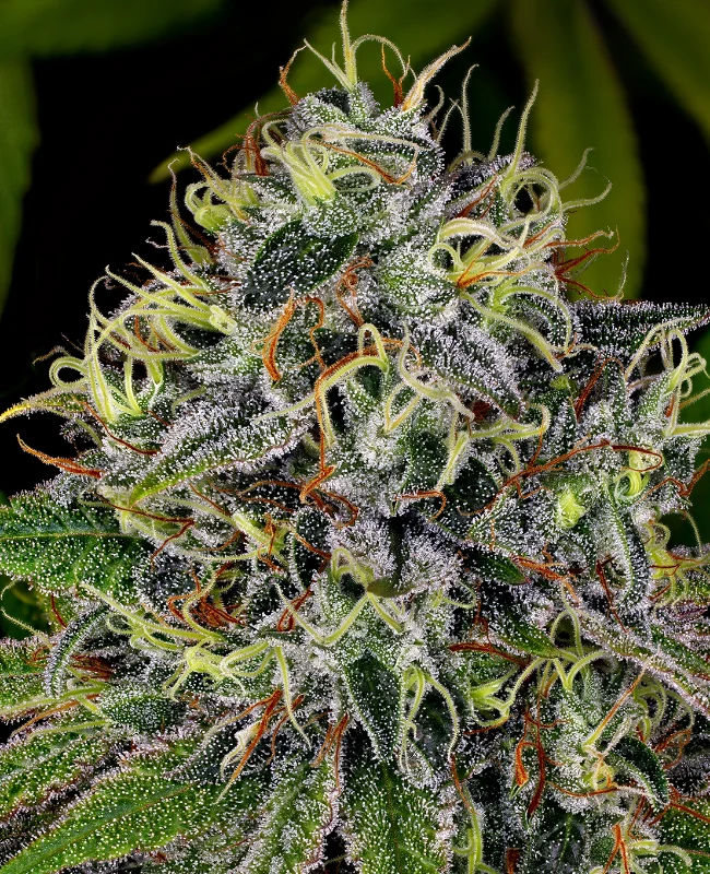 White Widow van WeedSeedShop