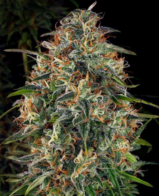 WSS Skunk van WeedSeedShop