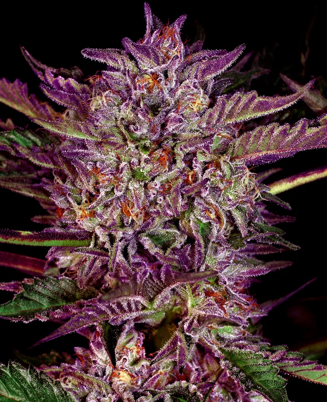 Purple Bud van WeedSeedShop