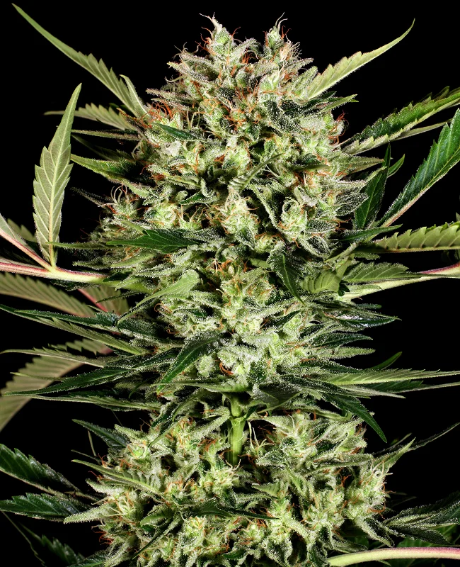 Big Bud van WeedSeedShop