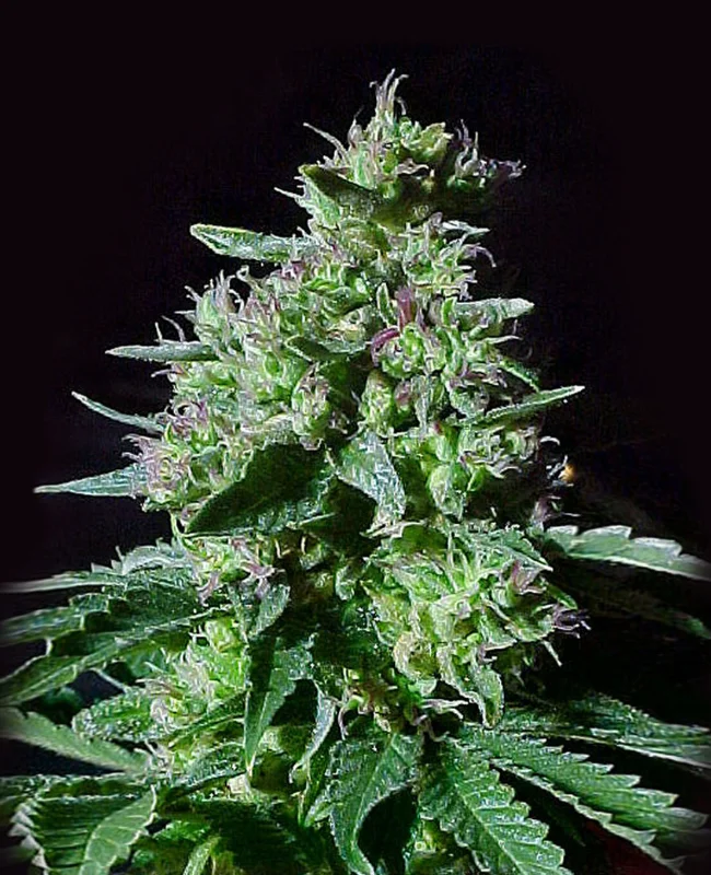 Top 44 van WeedSeedShop
