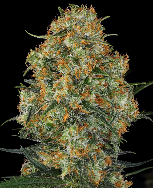 Wedding Cake van WeedSeedShop