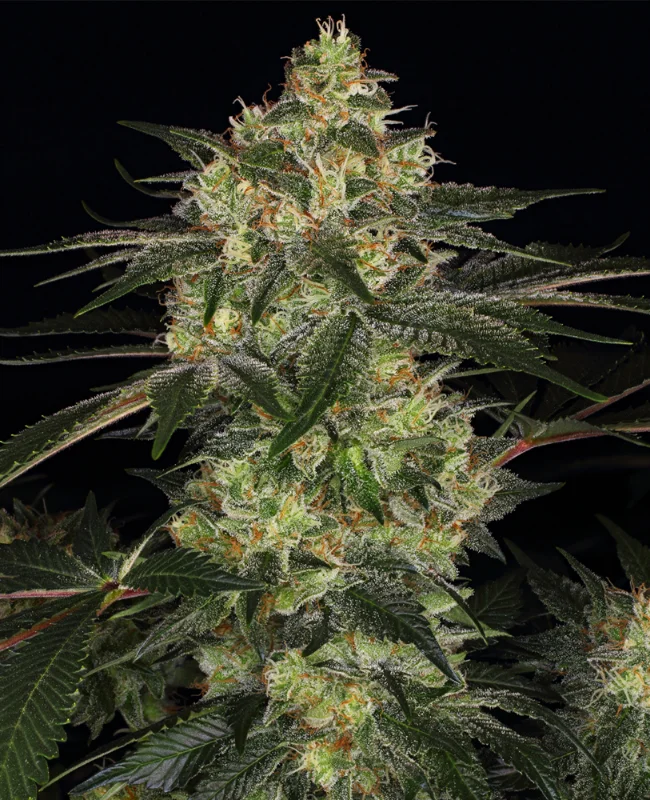 Chemdawg van WeedSeedShop