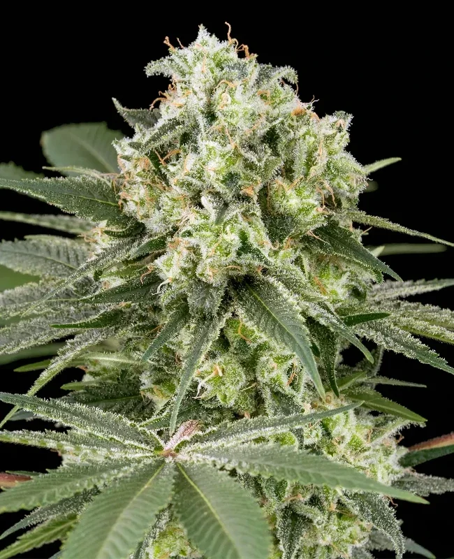 Banana OG Kush van WeedSeedShop