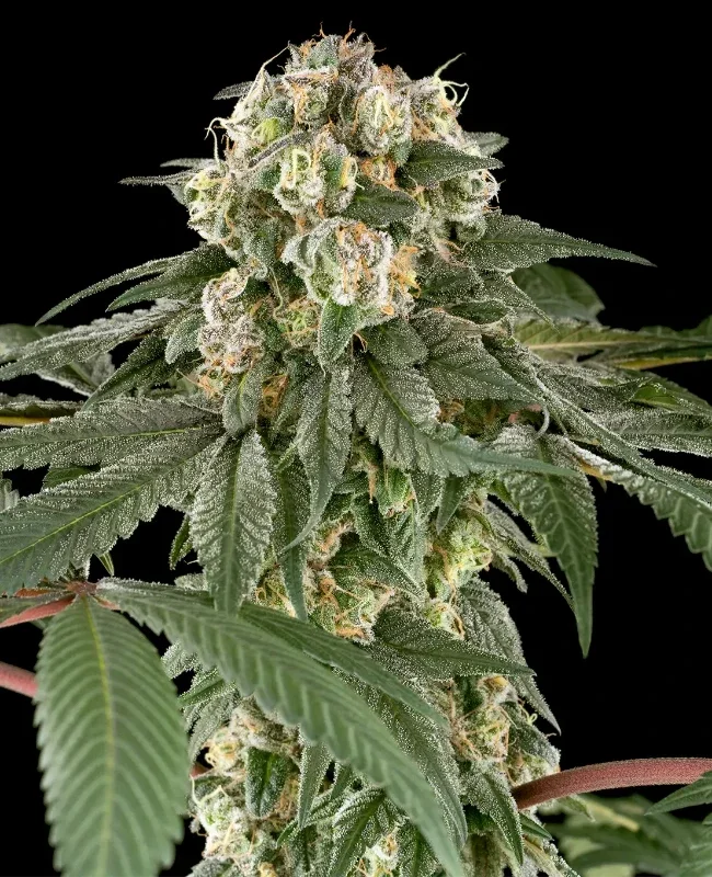 Blue Cheese van WeedSeedShop