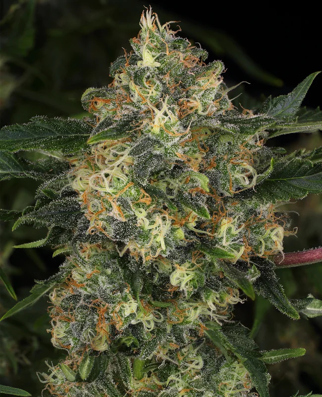 Guava Cake van WeedSeedShop