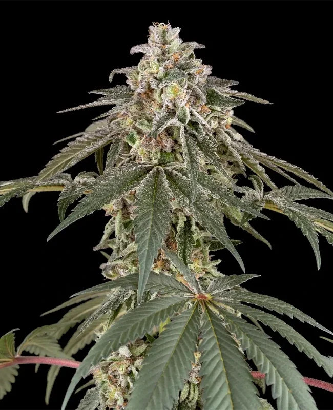 Strawberry Kush van WeedSeedShop