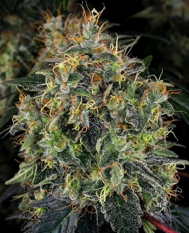 Top 44 van WeedSeedShop