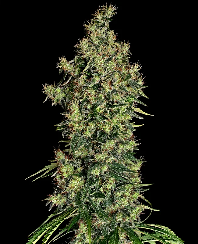 Mexican Haze van WeedSeedShop