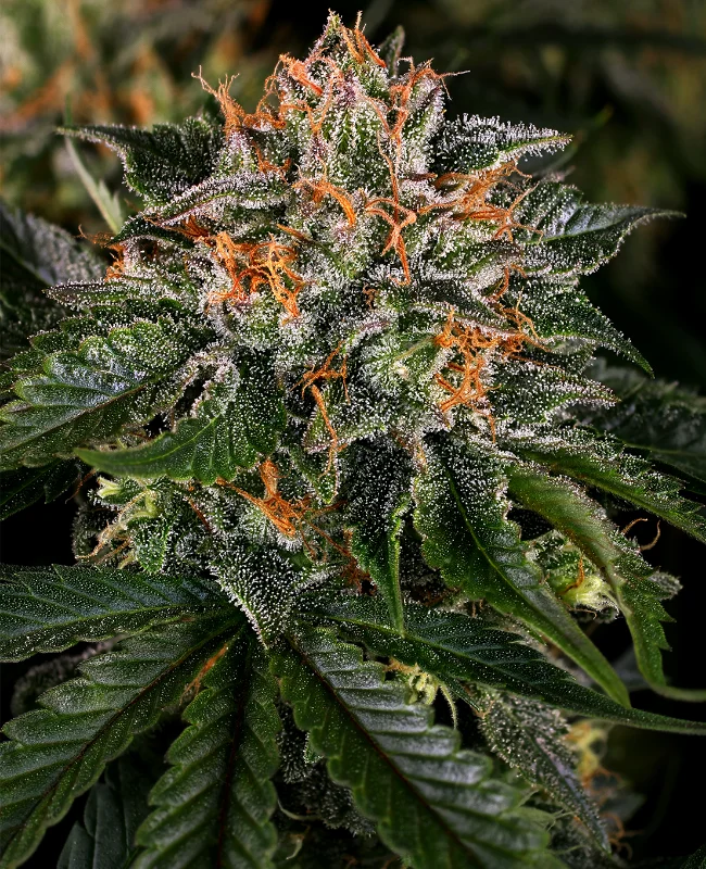 Critical Kush van WeedSeedShop