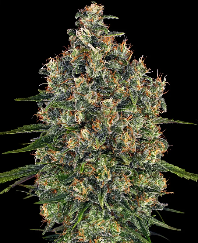 Super Cheese van WeedSeedShop