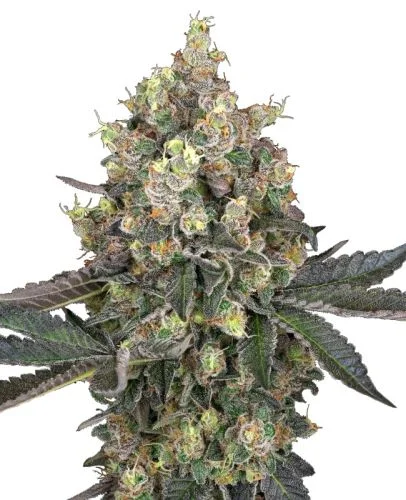 Sweet Berry Breeze van White Label