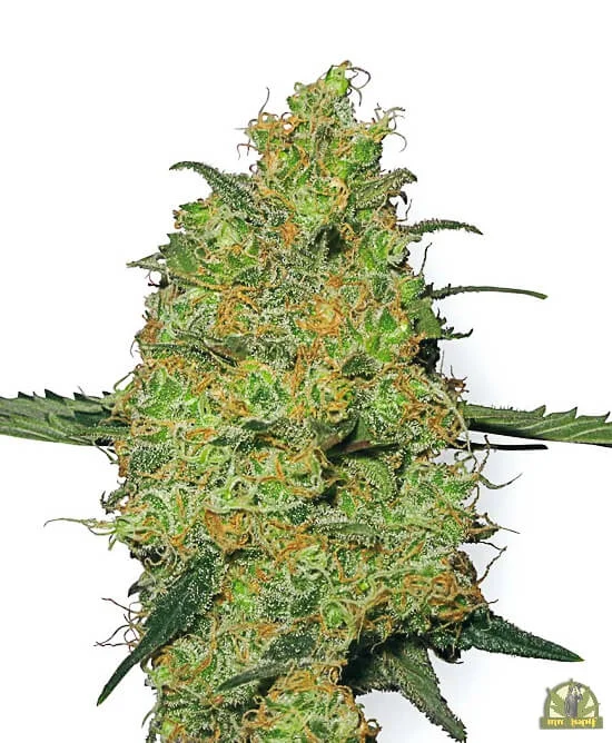 Master Kush van White Label