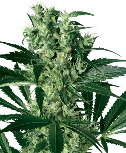 X-Haze van White Label