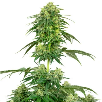 Strawberry Kush van White Label