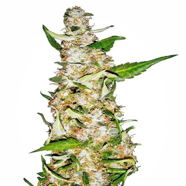 Skunk #1 van White Label