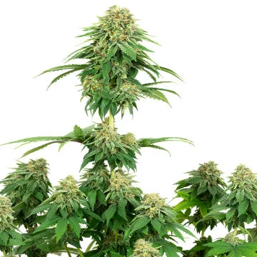 Girl Scout Cookies van White Label