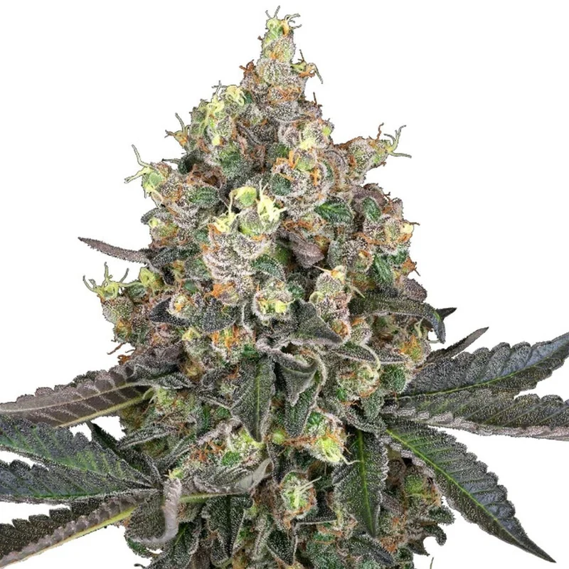 Sweet Berry Breeze van White Label